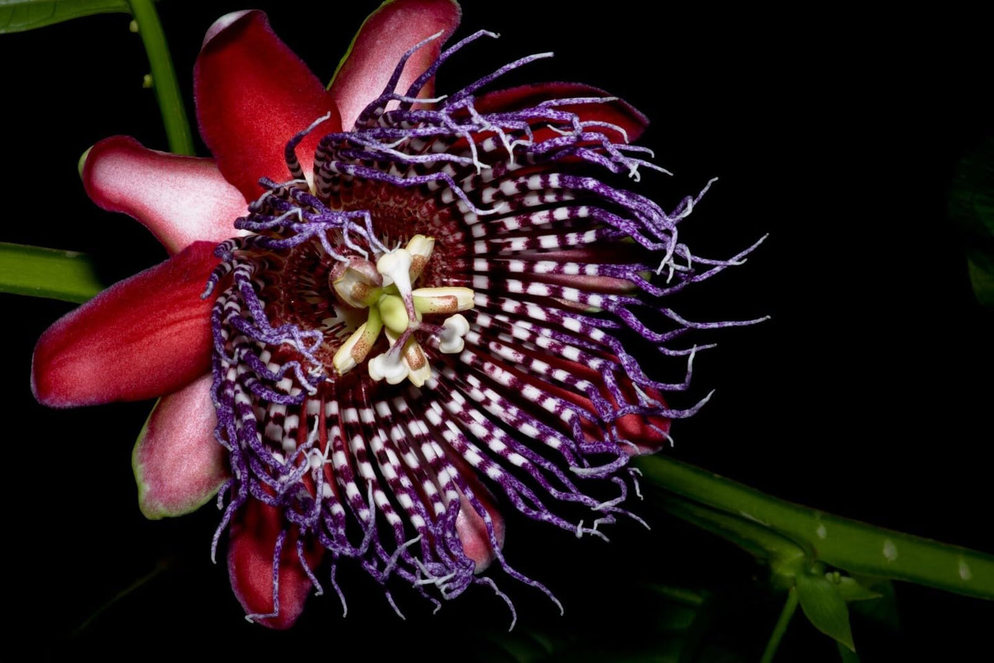 Live Plant - Giant Granadilla Passion Fruit Vine - Passiflora Quadrangularis -Starter Plant