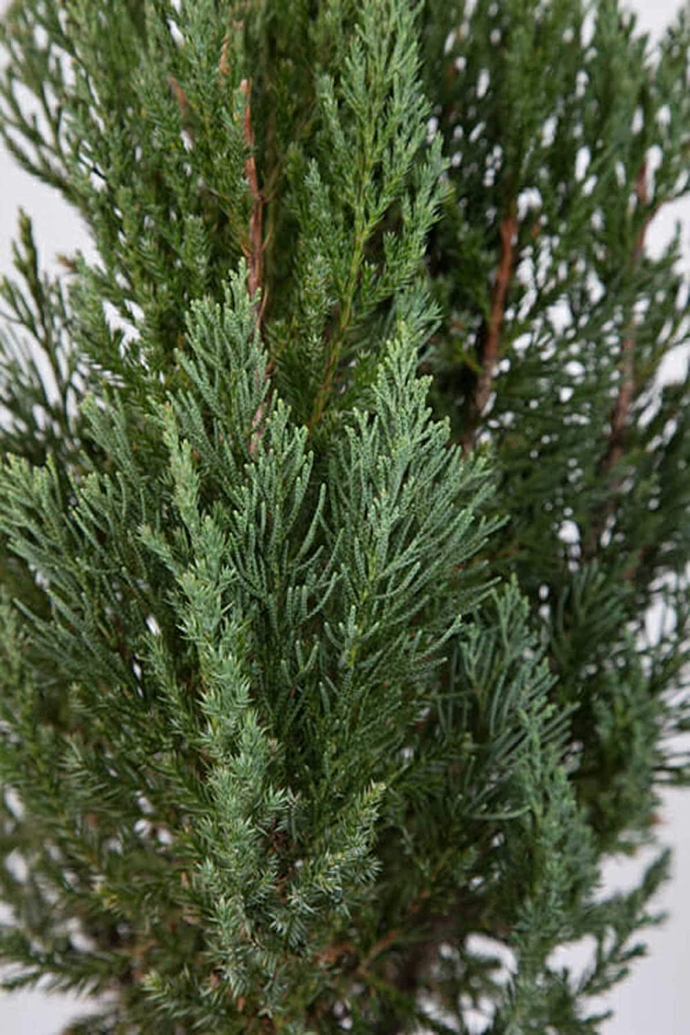 Plants by Mail Blue Point Juniper (Tree, Bush, Evergreen, Fragrant), 2.5 Quart