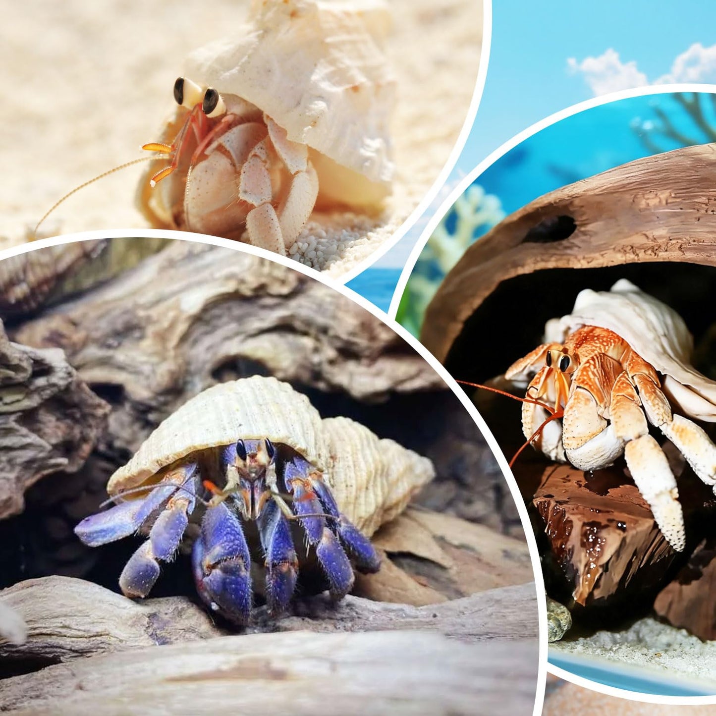 5PCS Medium and Large Hermit Crab Shells| Natural Sea Conch Size 2.8" - 4.5", Opening Size 1.6" - 2.7" | Turbo Seashells for Hermit Crab Supplies and Beach Decoration