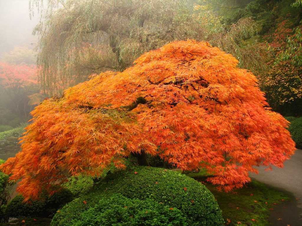 Weeping Green Laceleaf Japanese Maple Viridis - 3 Year Live Plant