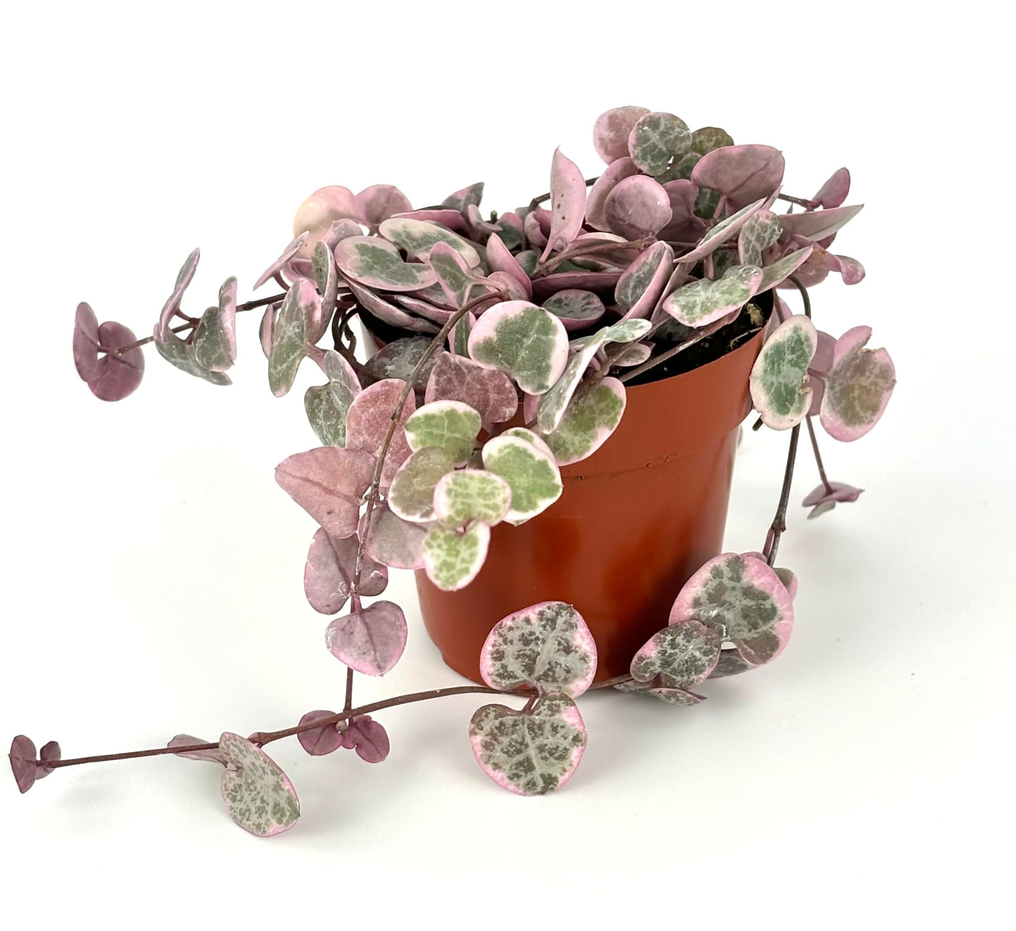 String of Hearts Succulent Plant, 2" Pot, Variegated