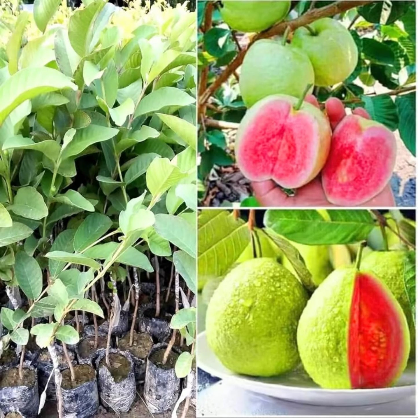 Guava Tree Live Plant, Pink Guava Plant for Planting Indoor Outdoor, 5 to 7 Inc