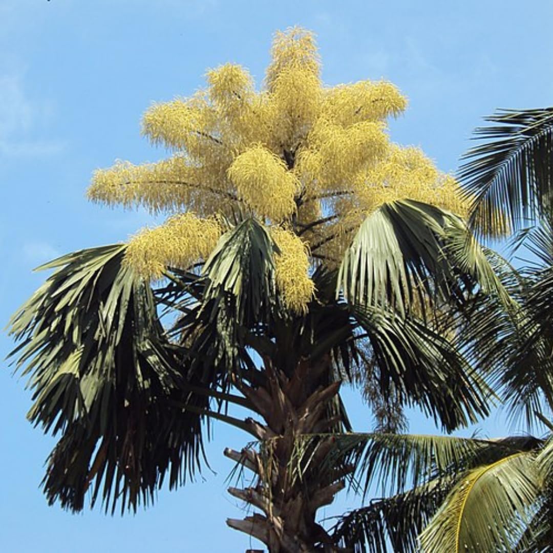 Palm Tree Plant, Live Tropical Palm Tree, Fully Rooted in 3 Gallon Pot, Ready for Outdoor Planting (Huge Green Leaves Palm)