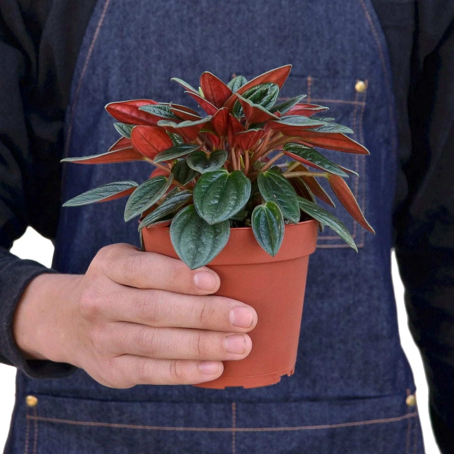 Peperomia Rosso in 4in Pot - Live Plants Tropical Houseplants | Variegated | USA Growers | The Snobby Leaf