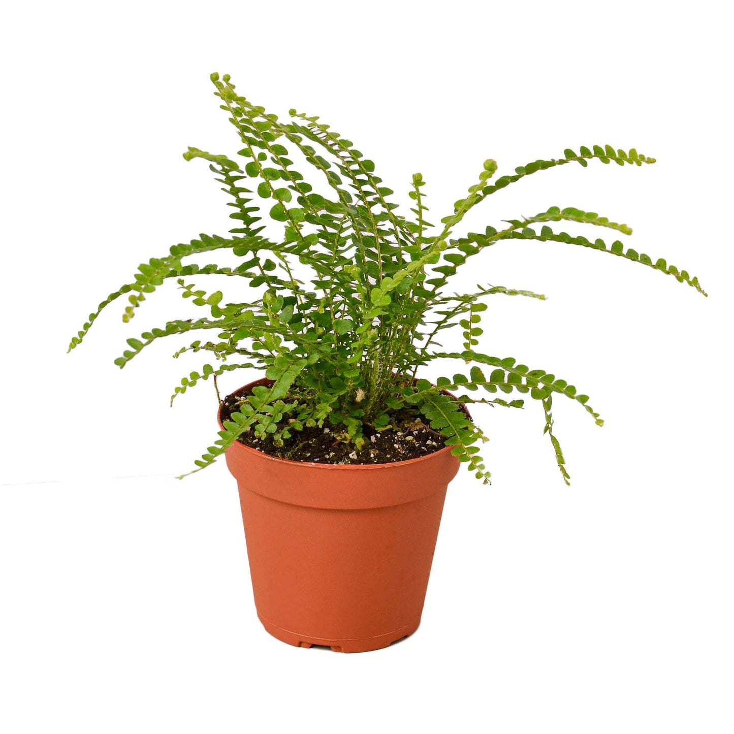 Fern 'Lemon Button' | Live Plant for Indoor & Outdoor | for Living Room, Office, Bathroom | (4" Pot)