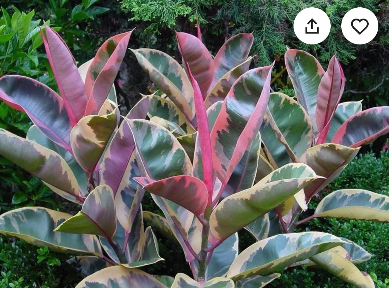 Live Plant - Ruby Rubber Tree-Ficus Elastics-Small Rooted Starter Plant-Pink Variegated Leaf