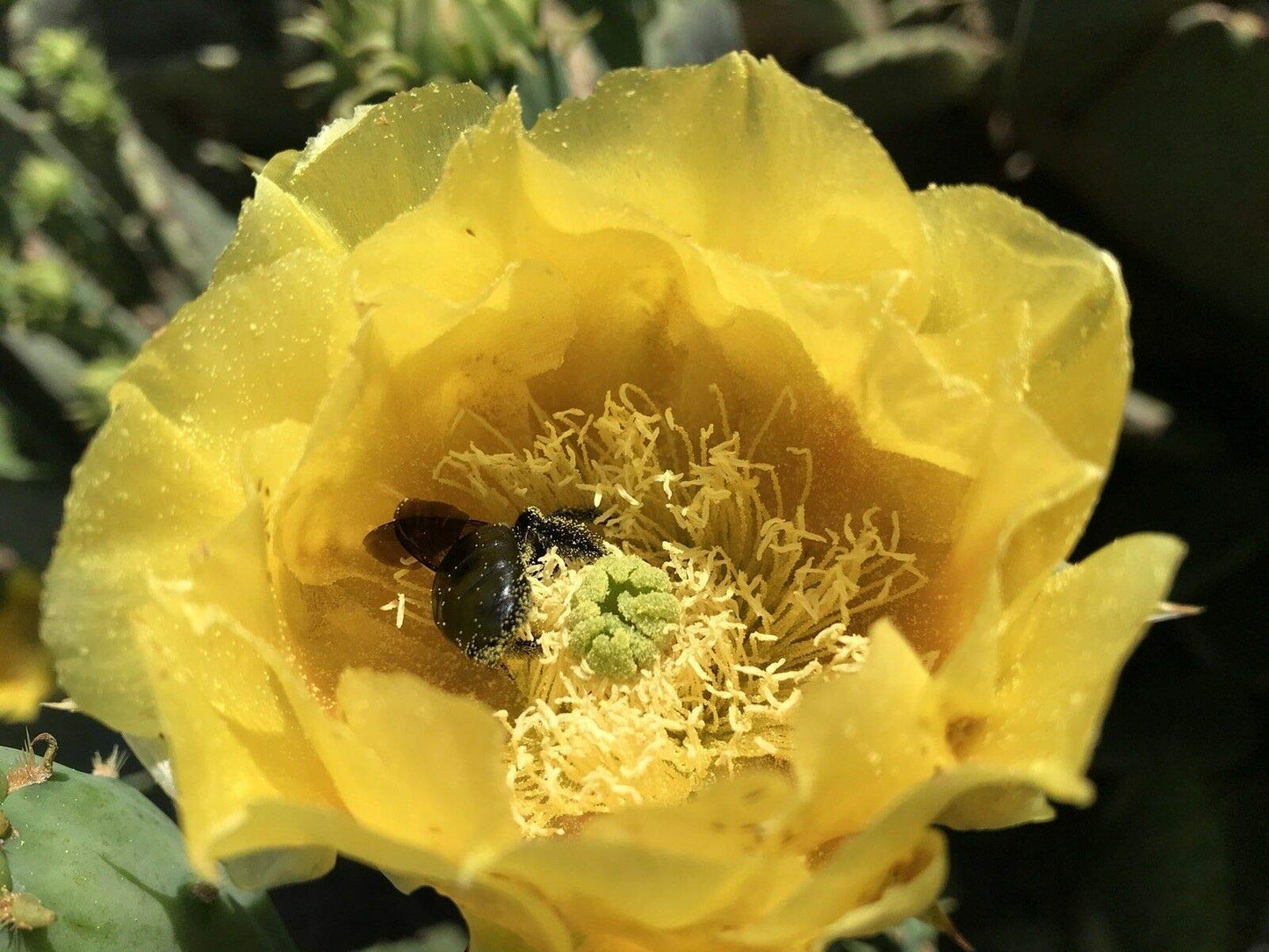Live Opuntia Prickly Pear Cactus Winter Hardy - One Pad