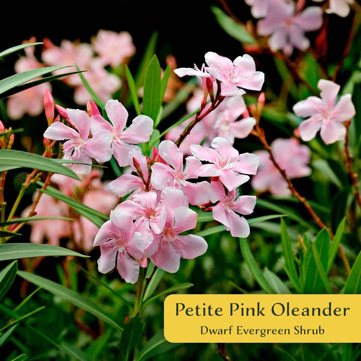 6 Petite Pink Oleander – Dwarf Evergreen Rosey Flowering Shrub for Hedges, Borders & Containers (Nerium Oleander ‘Petite Pink’) in 2.5″ Cubes, Live Plants