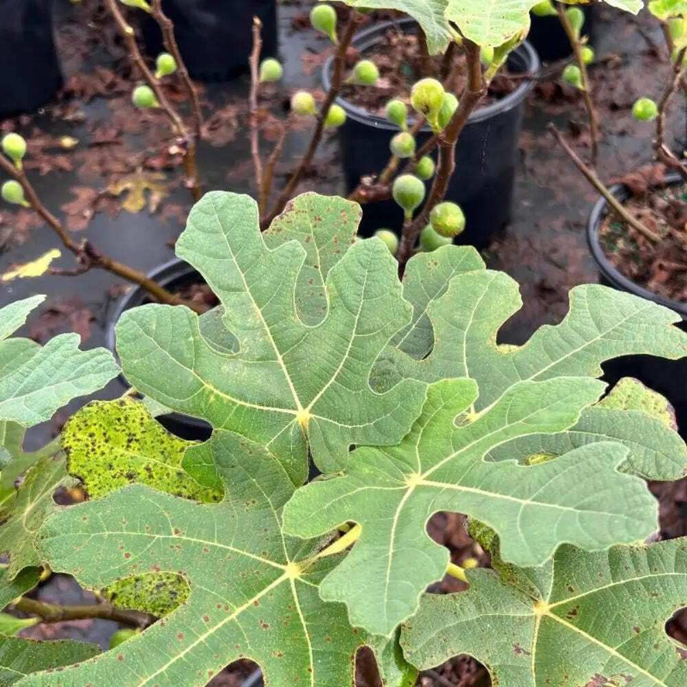 Fignominal Dwarf Fig, Ficus, 3 Gallon, Compact Fruit Tree, Full Sun