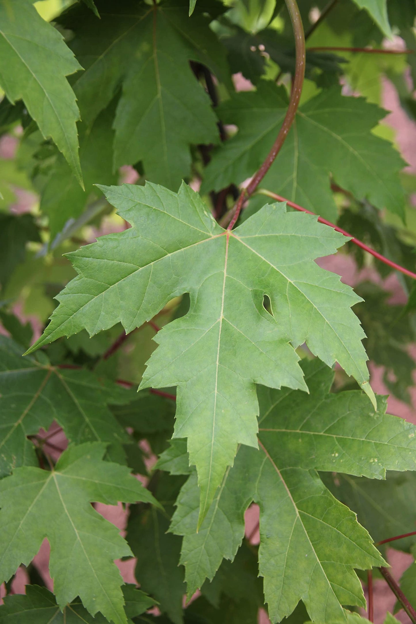Autumn Blaze Maple Tree - 1 Gallon, Established Roots Potted - Acer x Freemanii, Fast Growing Tree, Fall Colors