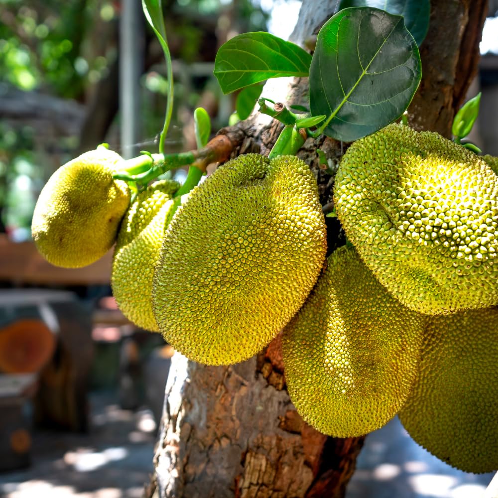 Jackfruit Tree Live Plants, Jackfruit Tropical Fruit Trees, Sweet Fruit Plant from 8-10 Inch Tall in 4 Inch Pot for Outdoor Gardening