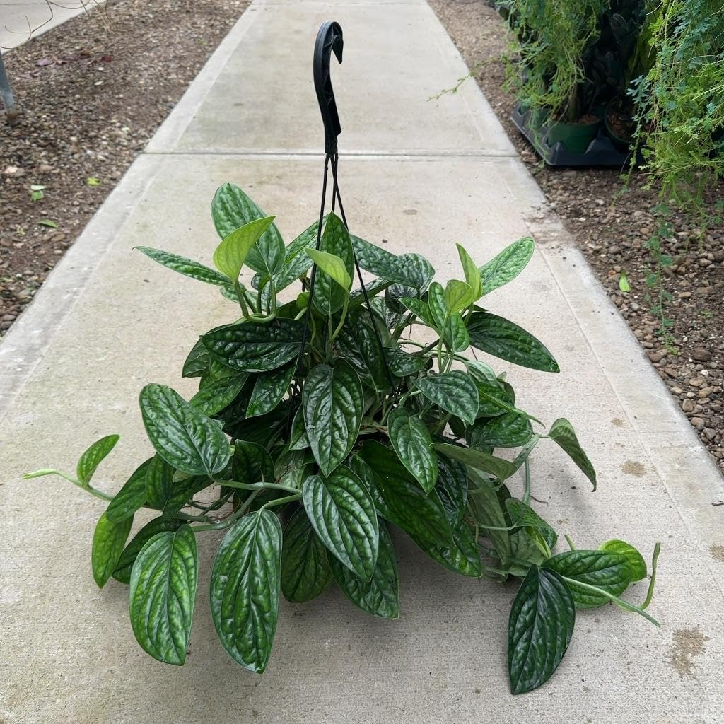 RedCrocus - RedCrocus Peru Monstera Deliciosa 'Peru' - Indoor Tropical Foliage Plant, Large Perforated Glossy Leaves, Pet & Deer Resistant, Indoor & Container Friendly 6" Pot