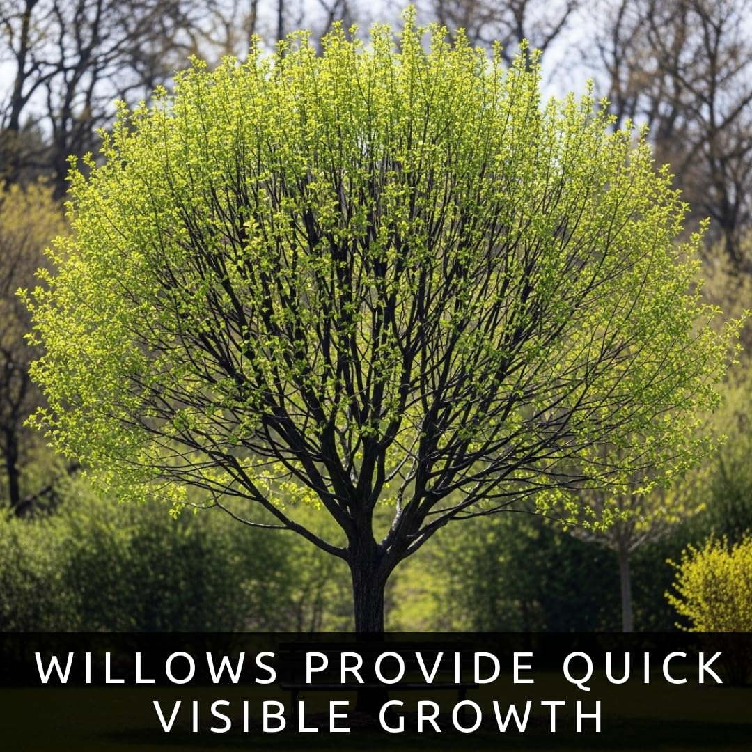 Black Willow Bonsai Tree Cutting to Grow - Dark Branches - Fast Growth, Good for Training - Easy-to-Root for Beginners & Experts, Indoor or Outdoor Planting - Gift for Plant Lovers