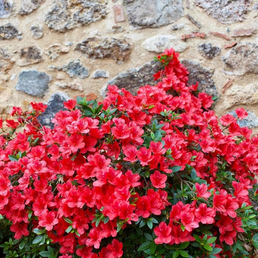 Dwarf Autumn Fire Encore Azalea – Compact Reblooming Shrub with Bright Red Flowers for Borders, Containers & Landscapes (3 Gallon/Potted/Single Plant)