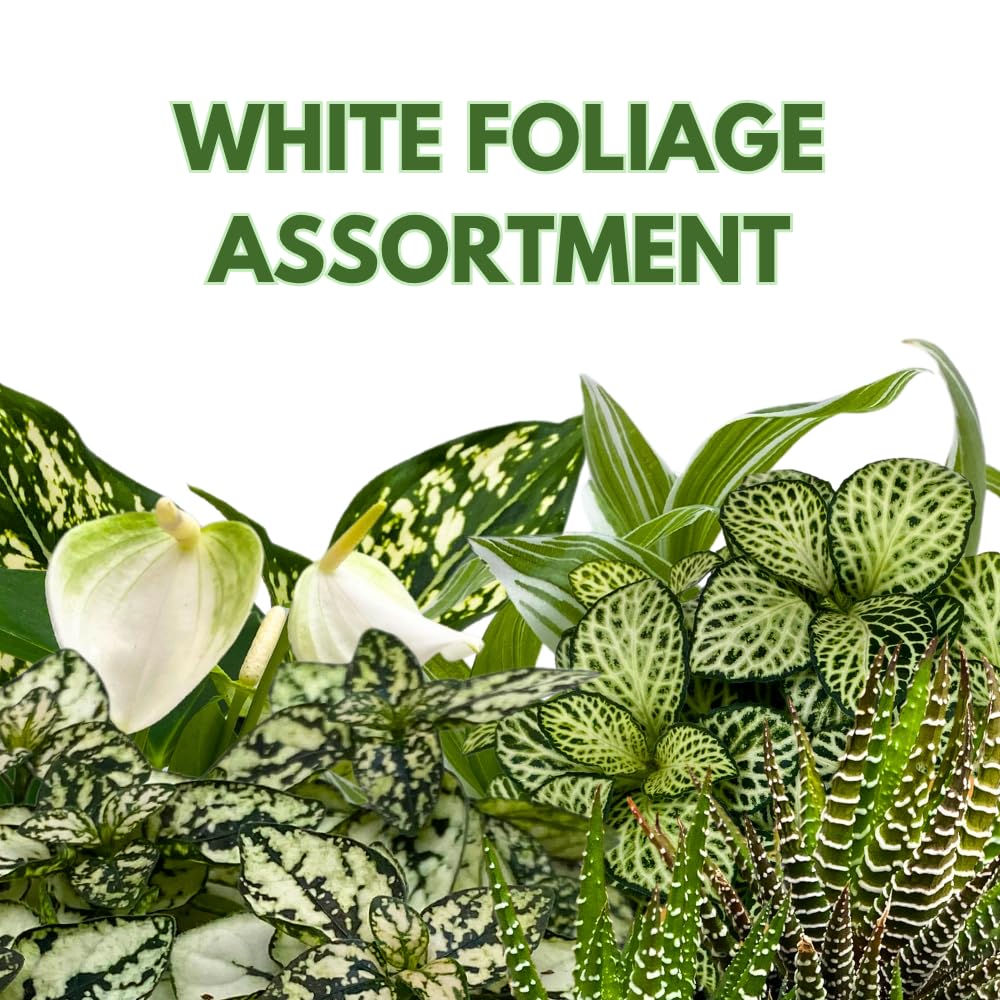 BubbleBlooms White House Plants Foliage Assortment Set of 3 in 4 inch pots