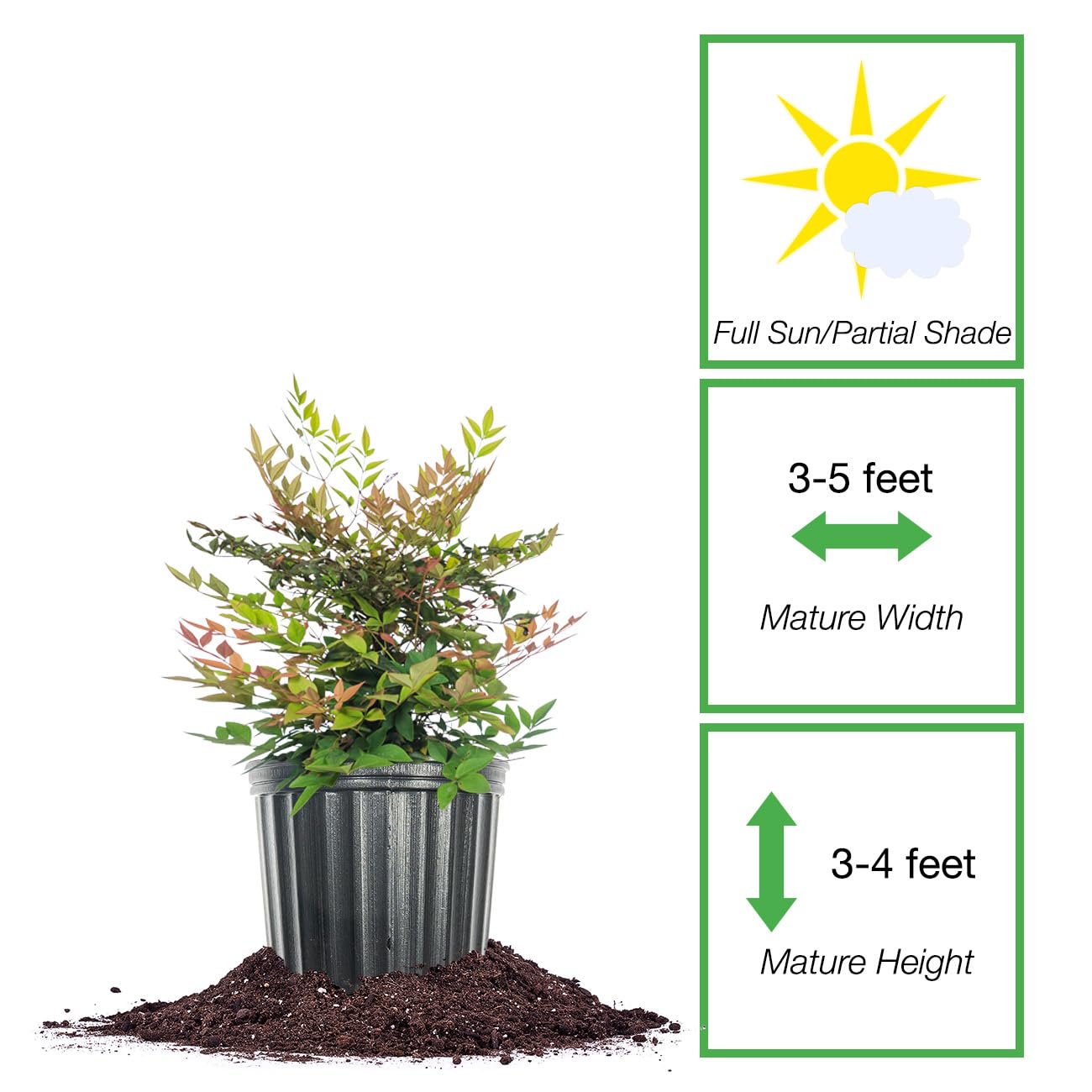 Perfect Plants Gulfstream Nandina 1 Gal. Pot | Heavenly Bamboo | Low Maintenance | Vibrant Color Changing Foliage