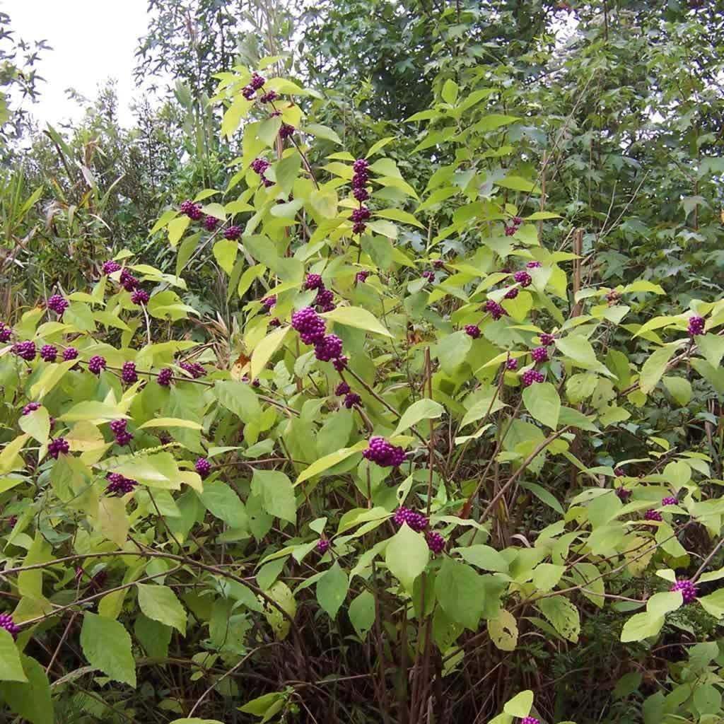 Live Plant - American Beauty Berry Bush/Shrub - 6-12" Tall Seedling - Live Plant - 4" Pot