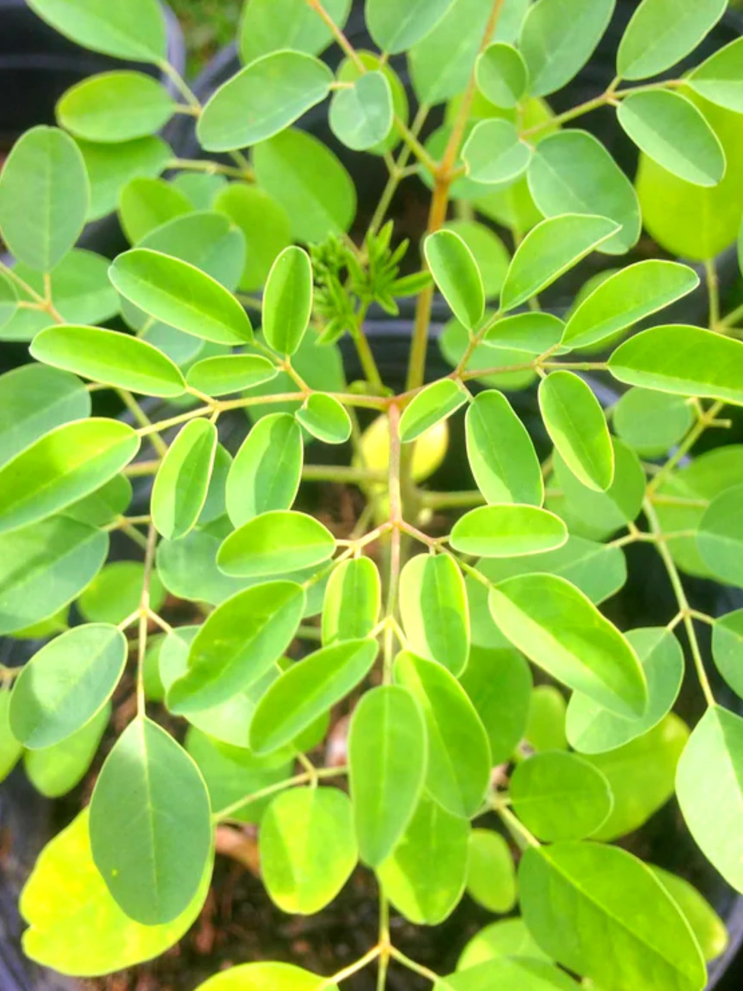 Live Malunggay Plant Potted, Moringa Oleifera Live Tree, 6-8" in Tall Drumstick Horseradish Trees Herb for Planting, 7 Months Old Tree