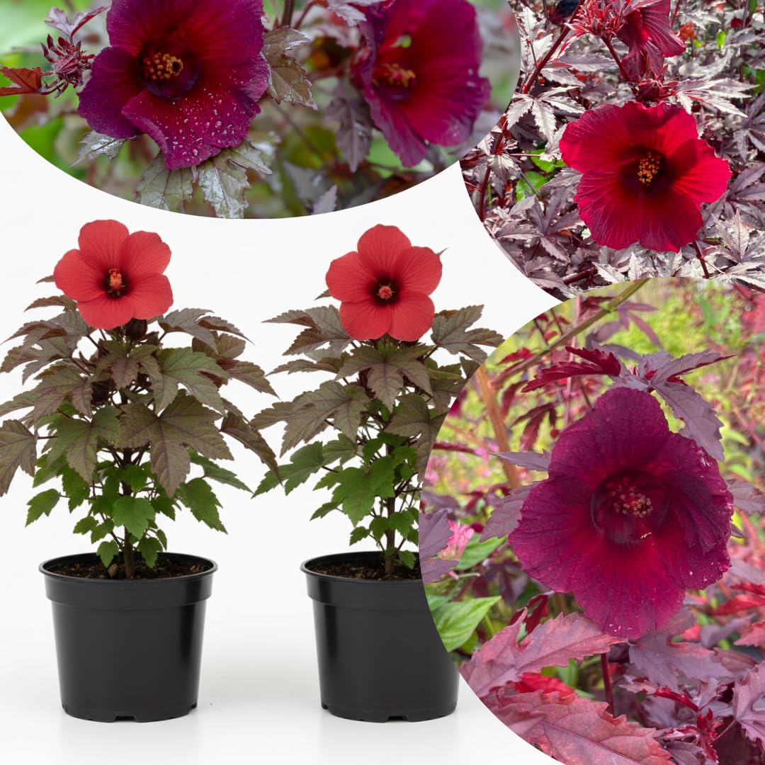 Cranberry Hibiscus Plant Live, Cold Hardy, Size 4-6" in Tall, Dormant in Winter, Spring Blooms, Hibiscus Trees Perennial Flower, No Pot