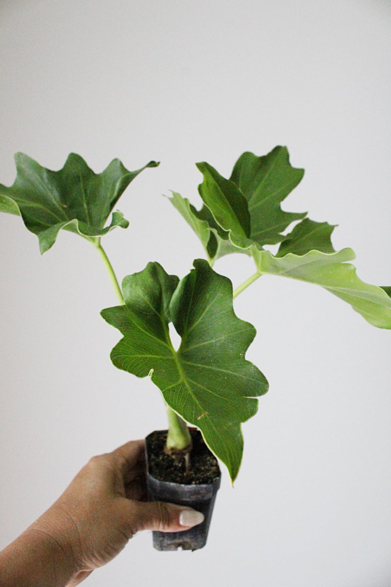 Mini Philodendron Selloum Hope Starter Live Plant Fairy Garden Tree Tropical Houseplant Gift Indoor Plant Low Maintenance Easy Care Plant