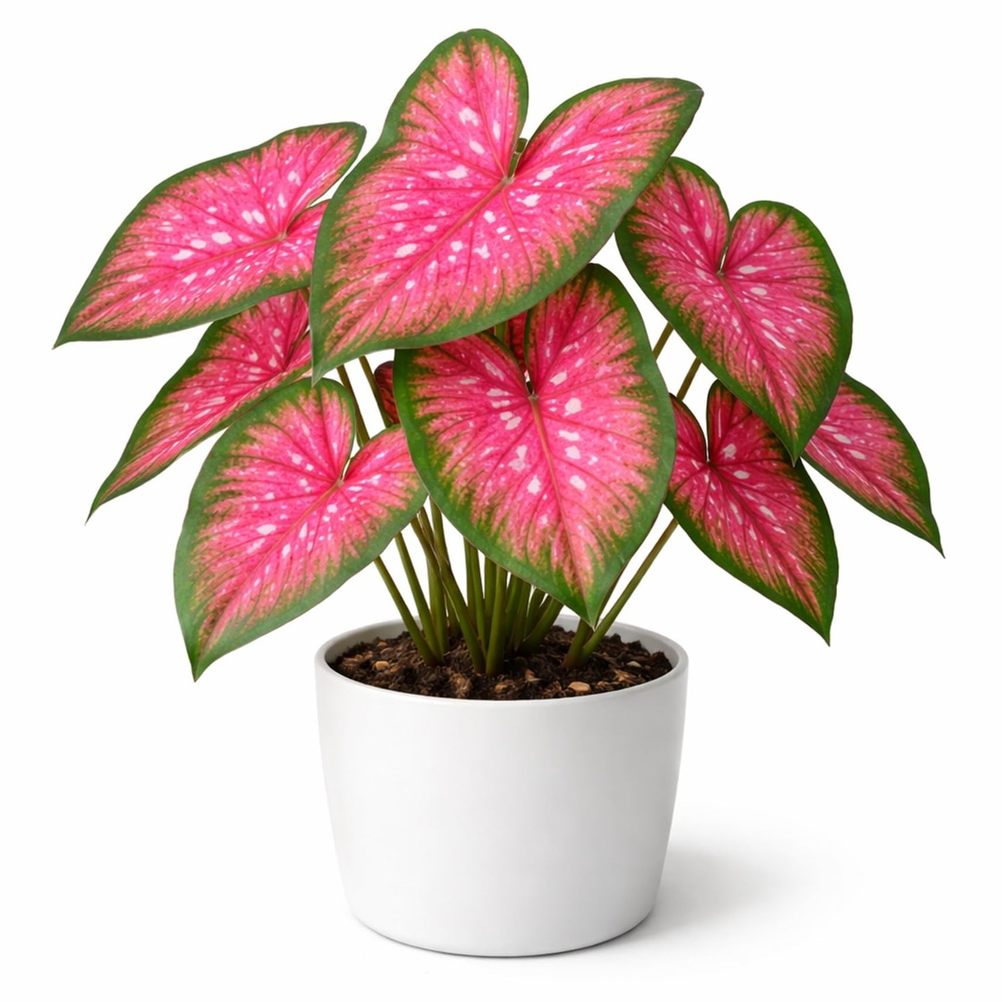 6 Classic Pink Caladium Bulbs for Planting - Beautiful Spotted Leafs Stand Out - Perennial Hosta, Elephant Ears, Fancy (6 Bulbs)