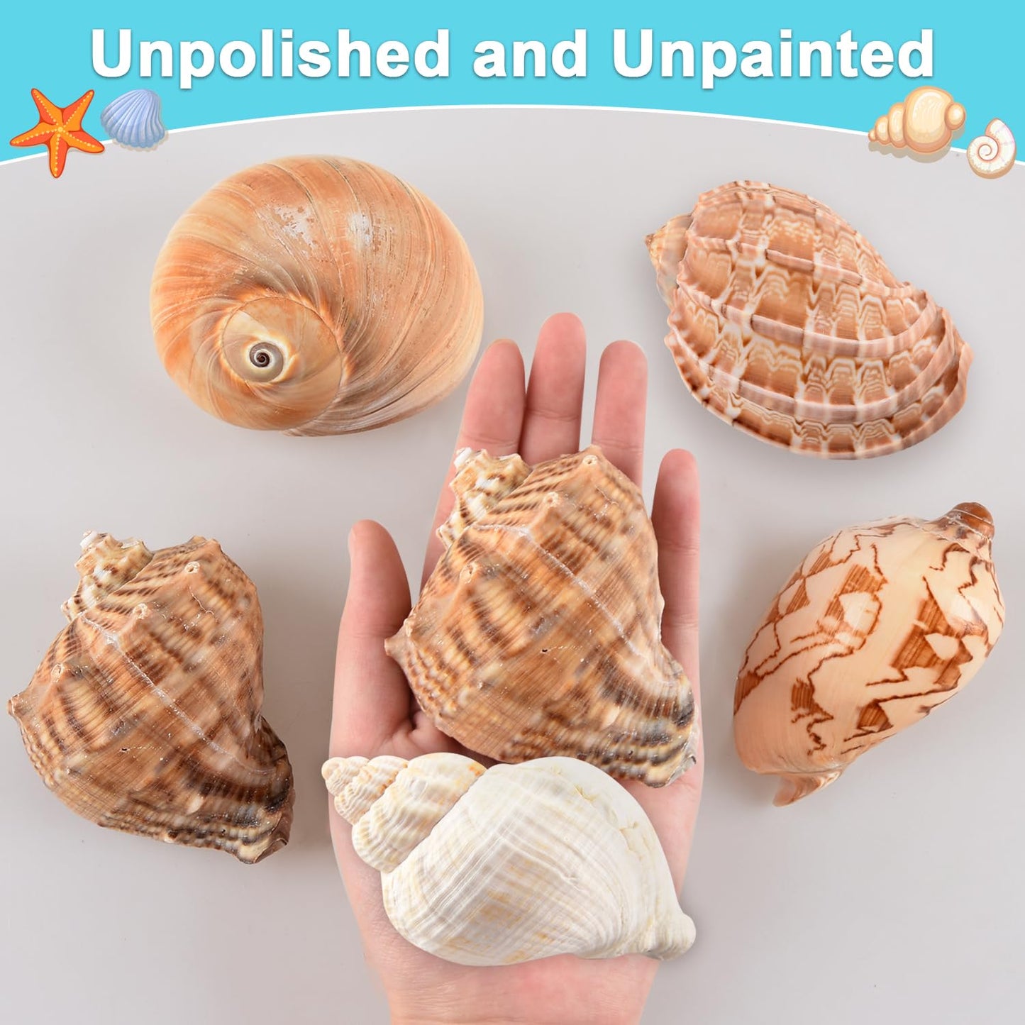 LYHZLBAY Hermit Crab Shells Large 6pcs,Natural Conch Shell Size 2.8" - 3.8", Opening Size 1.5" - 2.7", Large Sea Shells Turbo Seashells for Hermit Crab Supplies and Beach Decorations