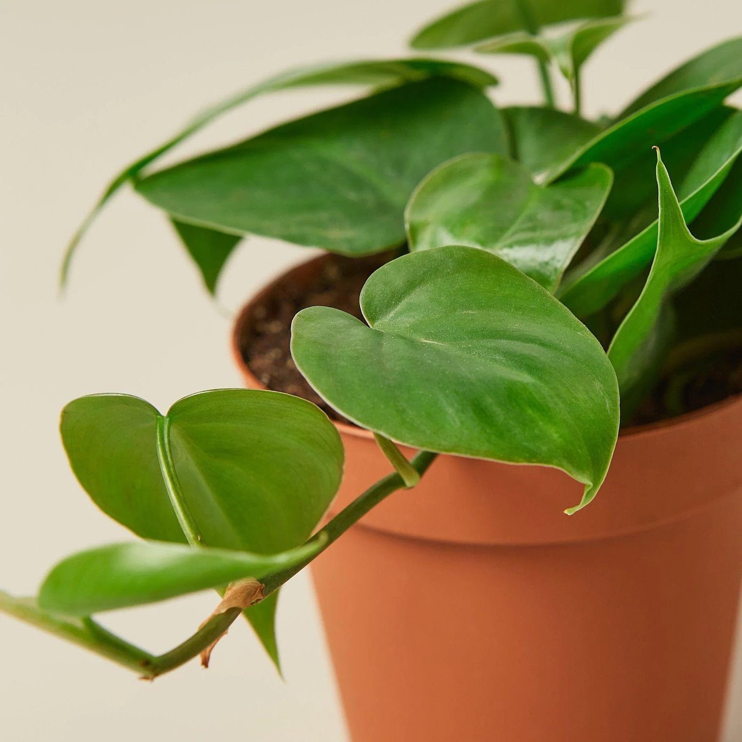 Philodendron Cordatum Heartleaf in 6in Pot - Live Plants Tropical Houseplants | Variegated | USA Growers | The Snobby Leaf