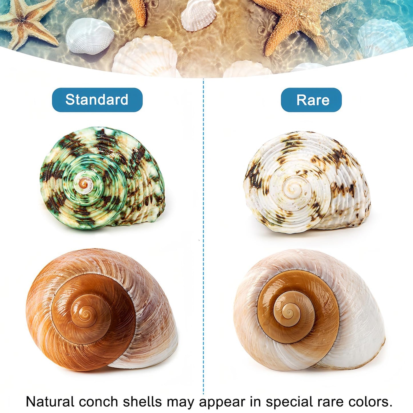 5PCS Medium and Large Hermit Crab Shells | Natural Sea Conch Size 2.2" - 3.4", Opening Size 1.5" - 2" | Turbo Seashells for Hermit Crab Supplies and Beach Decoration Medium Large Sea Shell