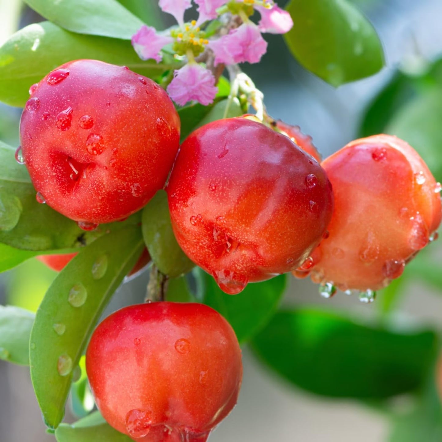 2 Barbados Cherry Tree Live Plant, 4-7'' Tall, Barbados Cherry Tree for Edible Garden, No Pot