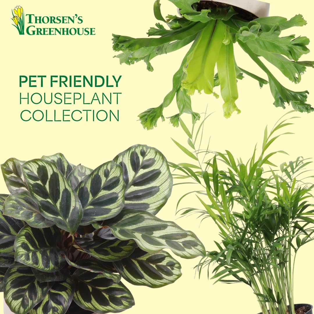 Thorsen's Greenhouse Live Pet Safe Houseplants (4 Pack), Easy to Grow, Pet Friendly & Non-Toxic, Grower's Choice Bundle, 4-inch Diameter Established Plants, Nursery Pot (4-Pack)