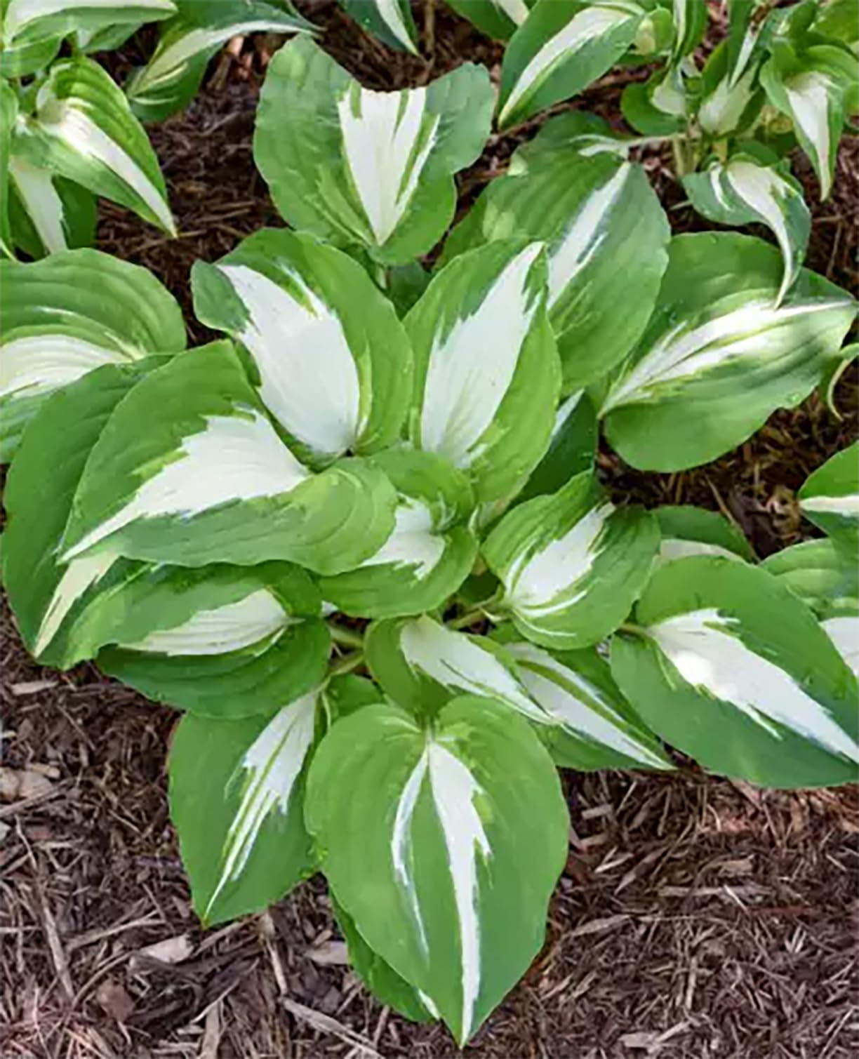 August Moon Hosta - Shade Plant, 20" Tall 42" Wide, Lush Green Foliage, Ideal for Low Light Areas, Low Maintenance, Perfect for Garden Beds & Shade Gardens