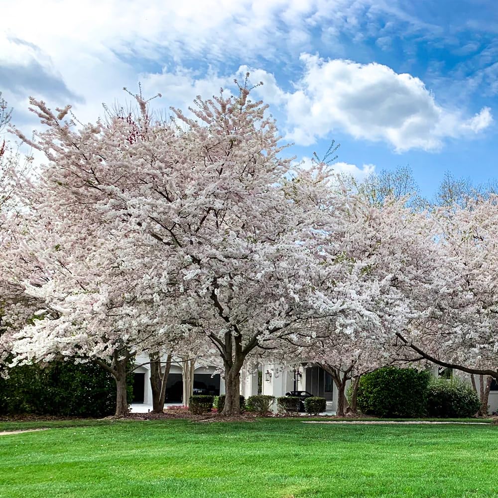 Cherry Blossom Tree, Live Ornamental Tree 6-12" Tall in Pot, Beautiful Spring Blooms for Outdoor Planting (White Cherry Blossom)