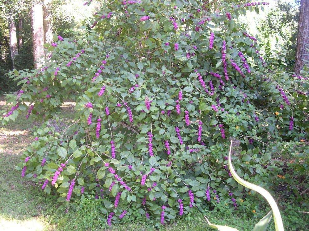 Live Plant - American Beauty Berry Bush/Shrub - 6-12" Tall Seedling - Live Plant - 4" Pot