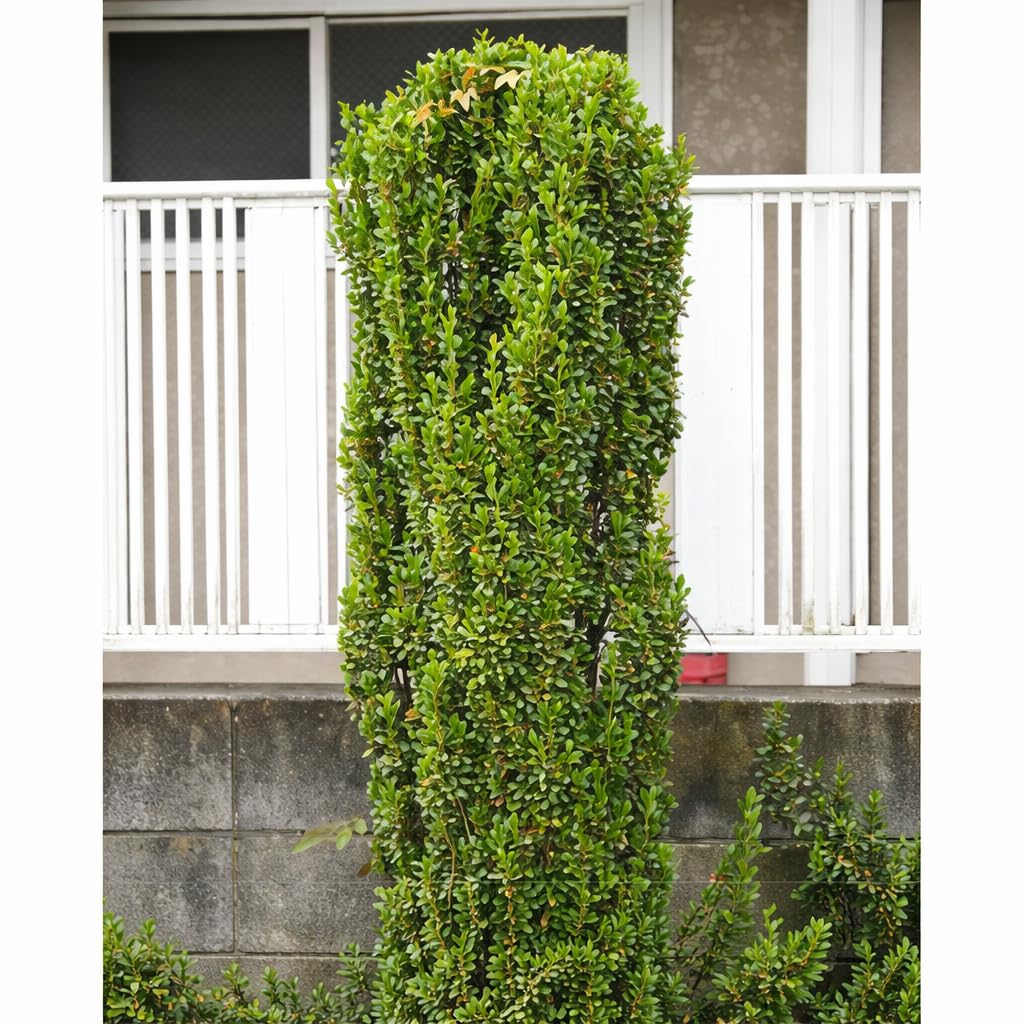 2 Sky Pencil Holly Live Plants, 2.5-Inch Pot, 6–12 Inch Tall Japanese Holly Shrubs, Easy Care Evergreen Trees for Outdoor Landscaping