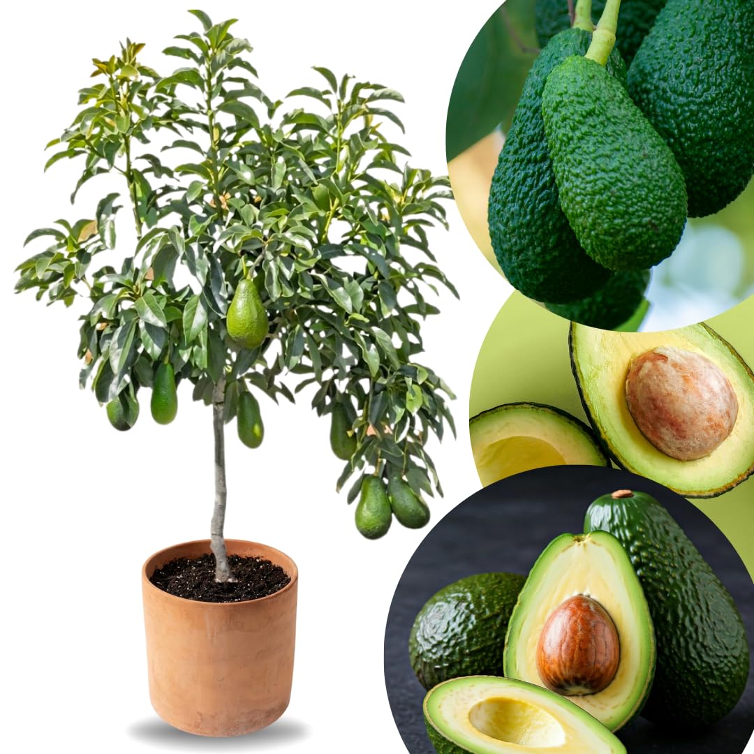 2 Years Old Avocado Tree Grafted, 1-2 Feet Tall in 3 Gallon Pot,Ready to Plant and Bear Fruit (Super HASS Dwarf)