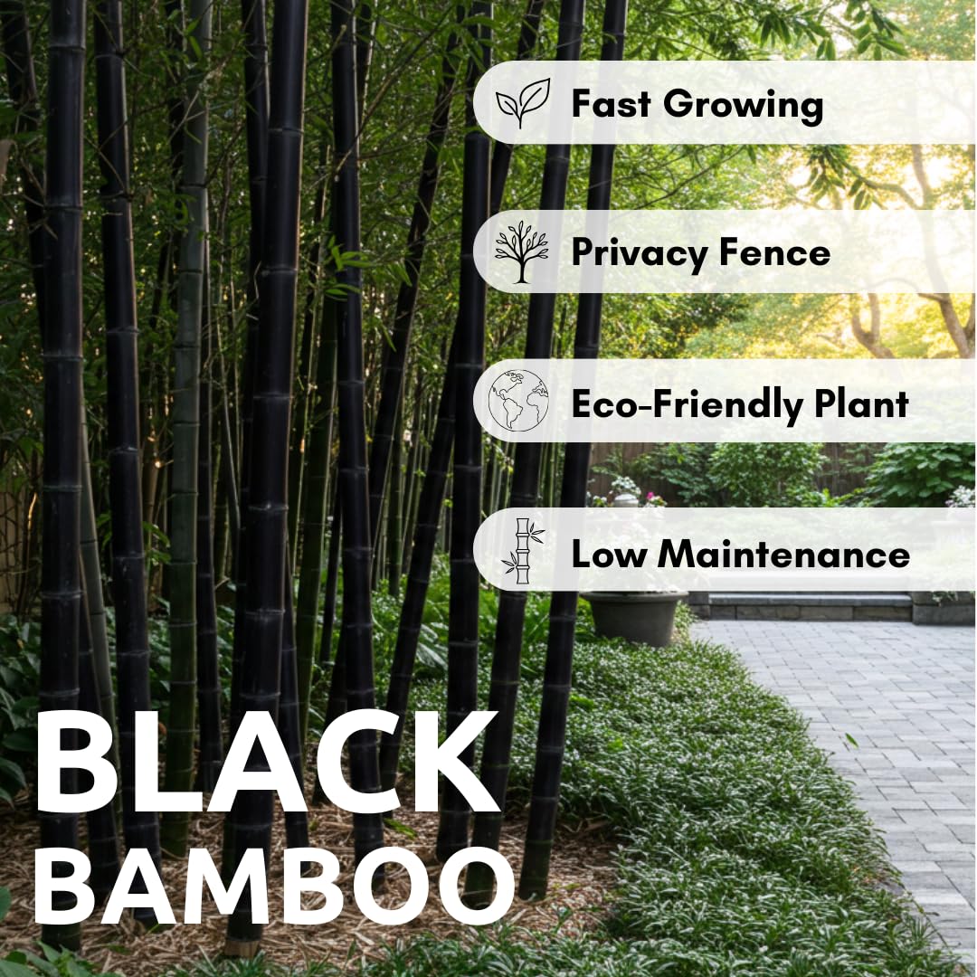 1,000+ Fresh Black Bamboo Seeds for Planting – Fast Growing Privacy Screen Plant, Exotic Dark Stem Ornamental Grass for Outdoor Garden, Backyard Fence Line, Windbreak & Landscape Design