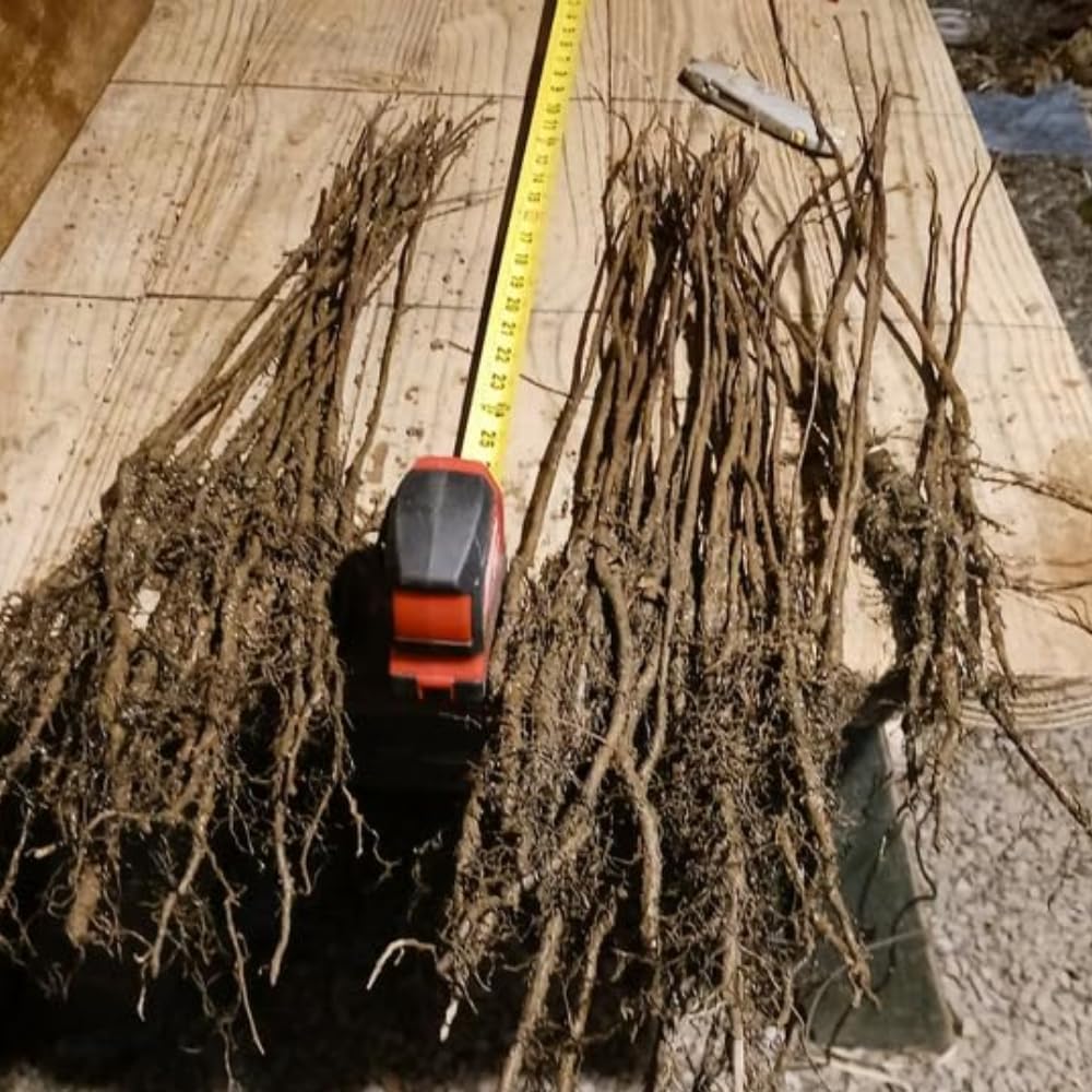 Set of 2 Weeping Willow Bare Root Trees, 1-2 Feet Tall Dormant Live Willow Plants, Fast-Growing Cold-Hardy Shrubs for Outdoor Landscaping