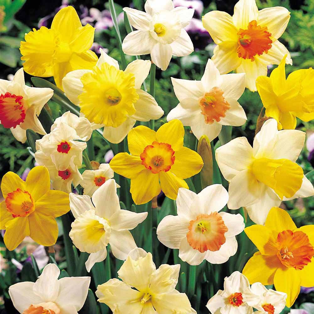 Daffodil Bulbs - Narcissus Assorted ,Long lasting~ 40 Trumpet Daffodil Mix Bulb