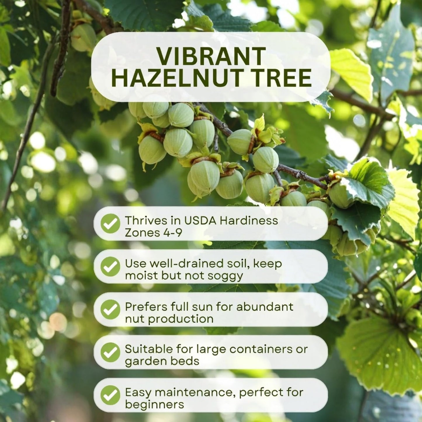 Hazelnut Tree Live Plant 2–3 Feet Tall, Edible Nut Tree in 3 Gallon Pot, Outdoor Fruit Tree for Garden and Yard