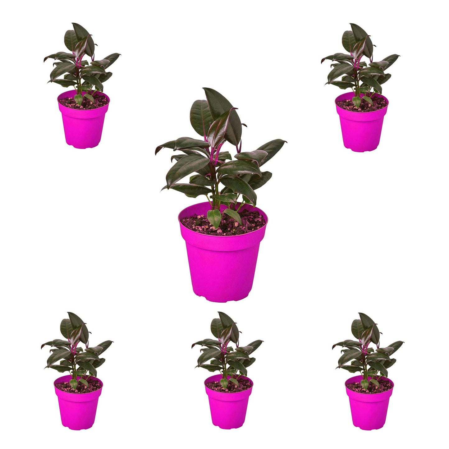 6 Pack Ficus Elastica 'Burgundy' in 6in Pot - Live Plants Tropical Houseplants | Variegated | USA Growers | The Snobby Leaf
