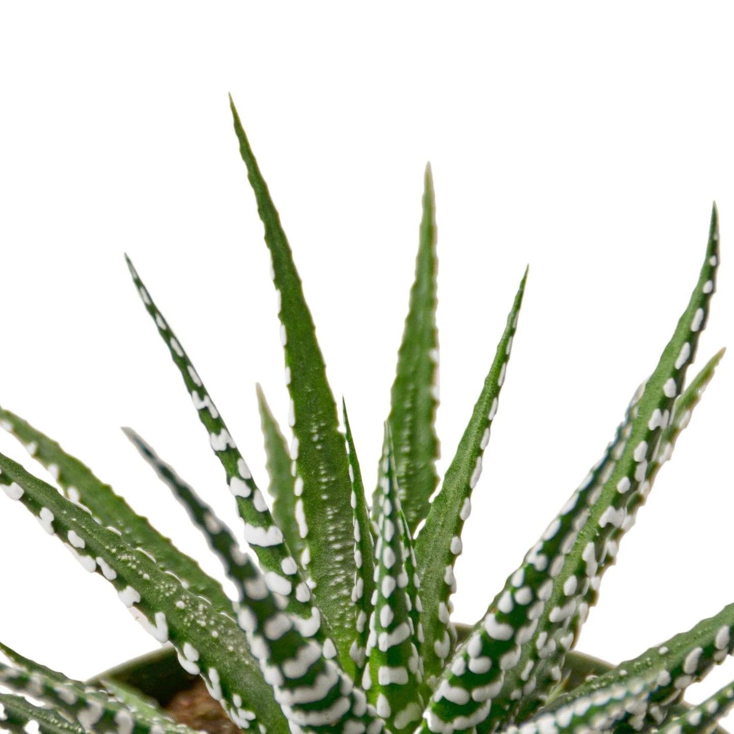 8 Pack Zebra Succulent in 4in Pot - Live Plants Tropical Houseplants | Variegated | USA Growers | The Snobby Leaf