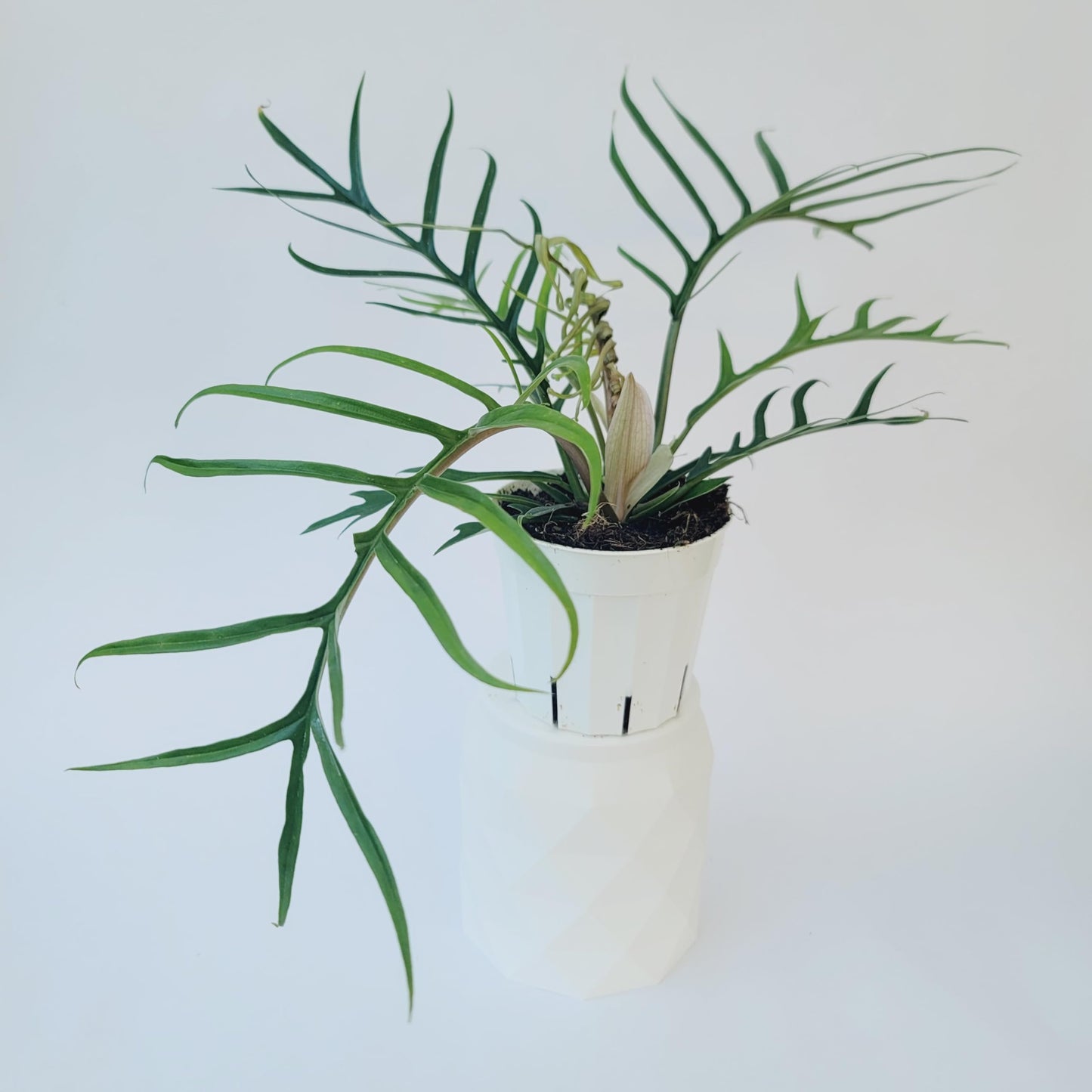 Philodendron Tortum Live Plant | Ships from CA | Available in Modern White Self-Watering Planter | Air Purifying & Pet-Friendly (4" Nursery Pot, Small Plant)