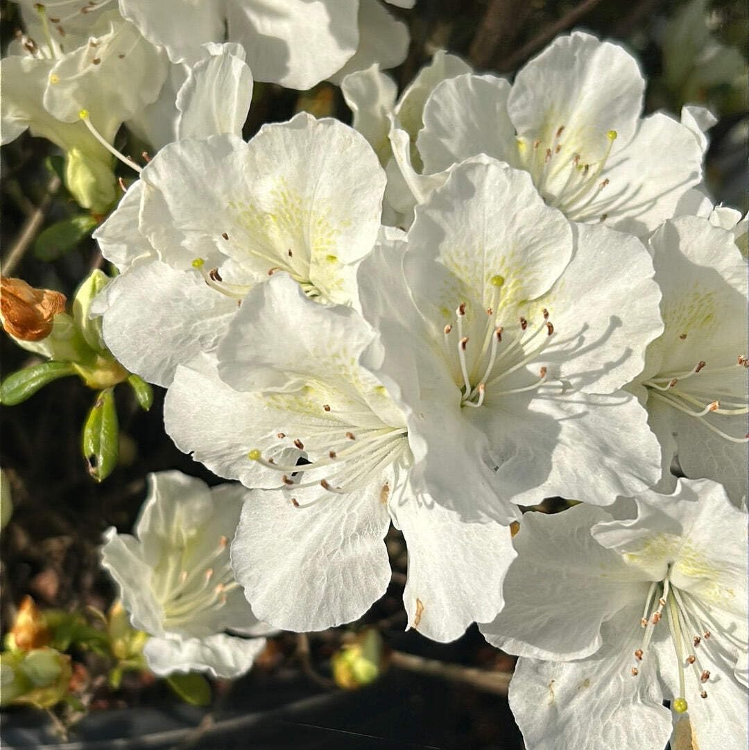Azalea Pleasant White, 3 Gallon, Low Growing Evergreen Shrub, Part Sun, White Blooms