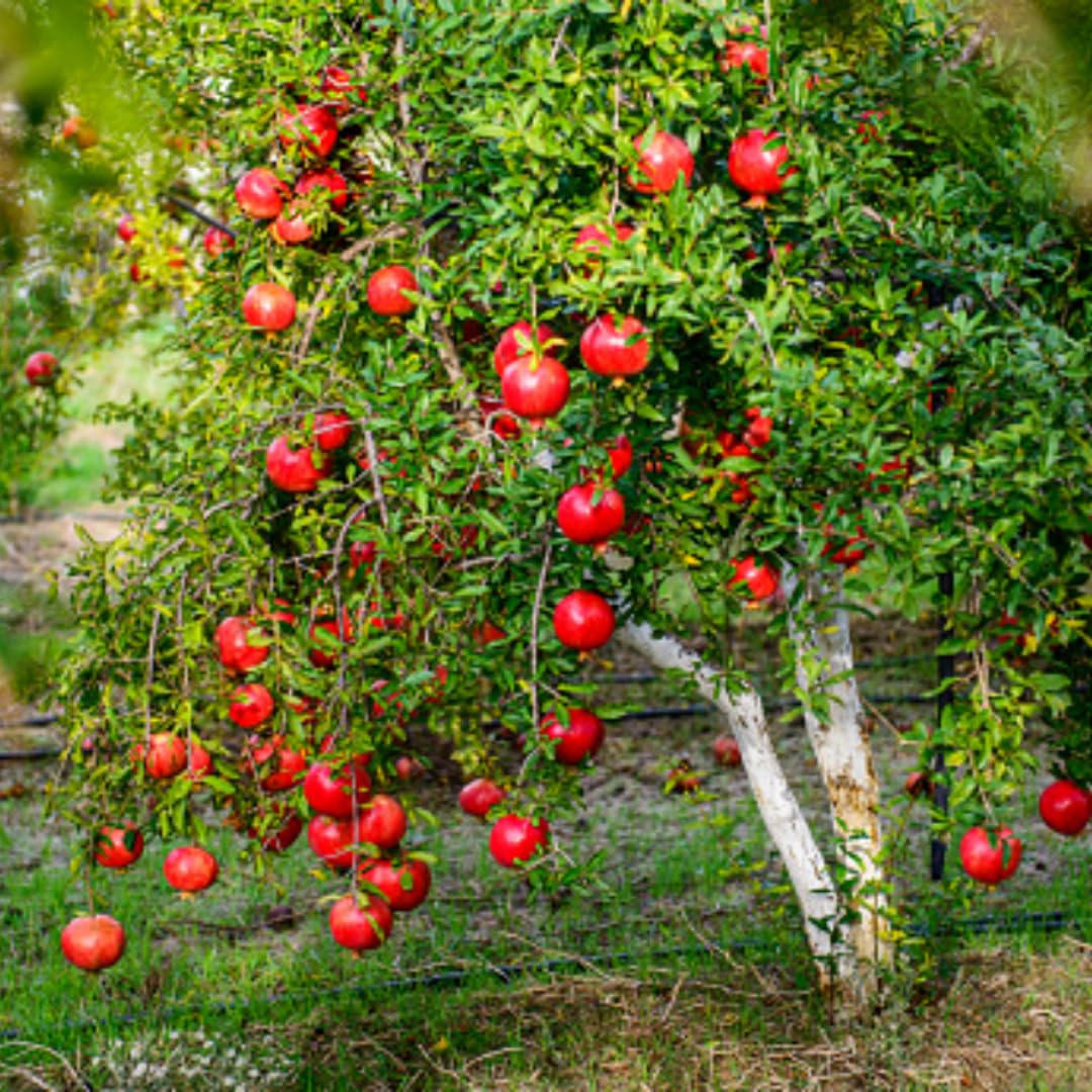 Live Pomegranate Tree, Red Pomegranate Fruit Tree, Potted - Wonderful Pomegranate Bush - Suitable for Garden Planting, Size 10 to 15 Inch Tall