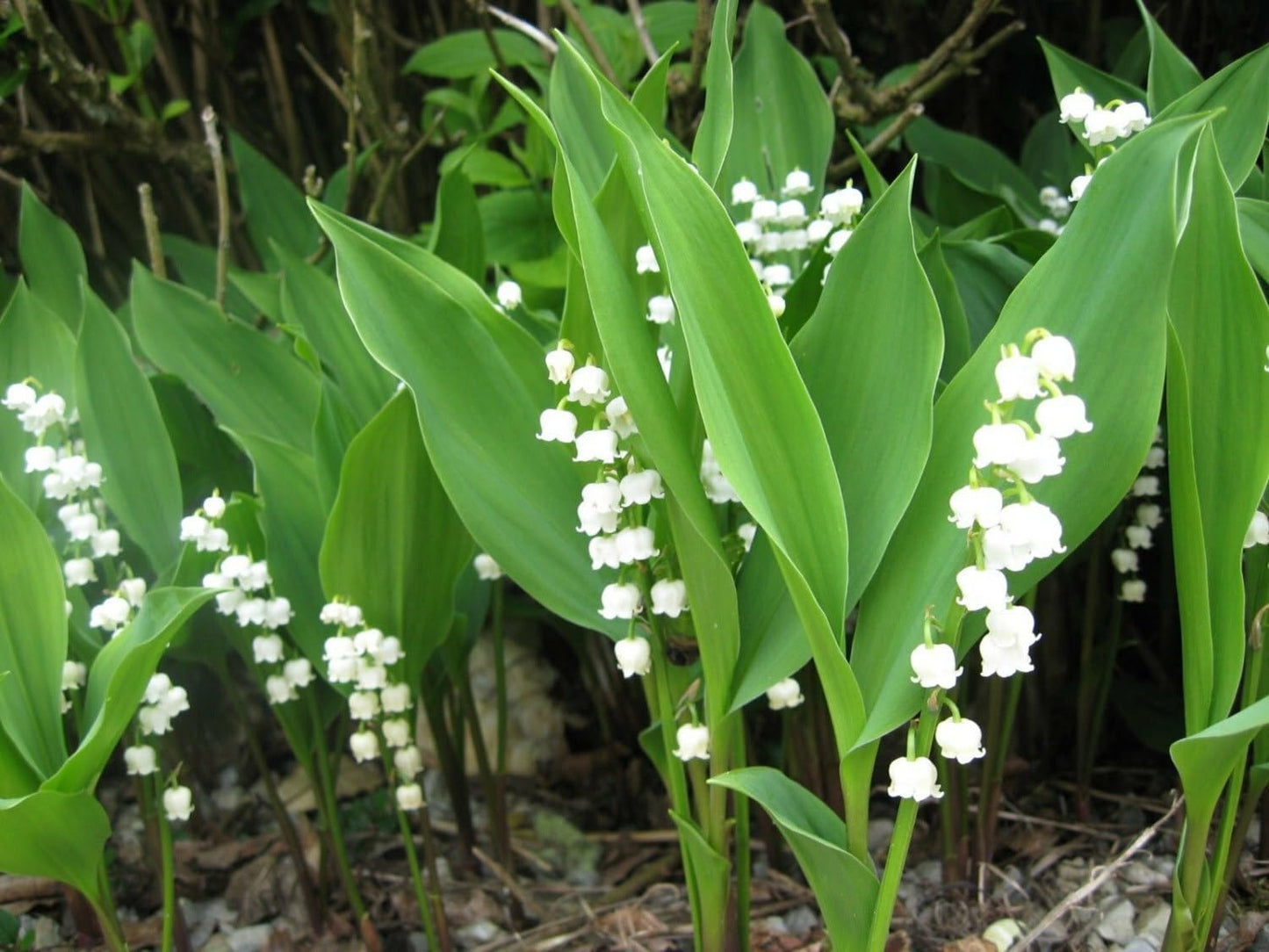 Live Plant - 5 Lily of The Valley Roots/Rhizomes, May Lily, May Bells - Convallaria majalis