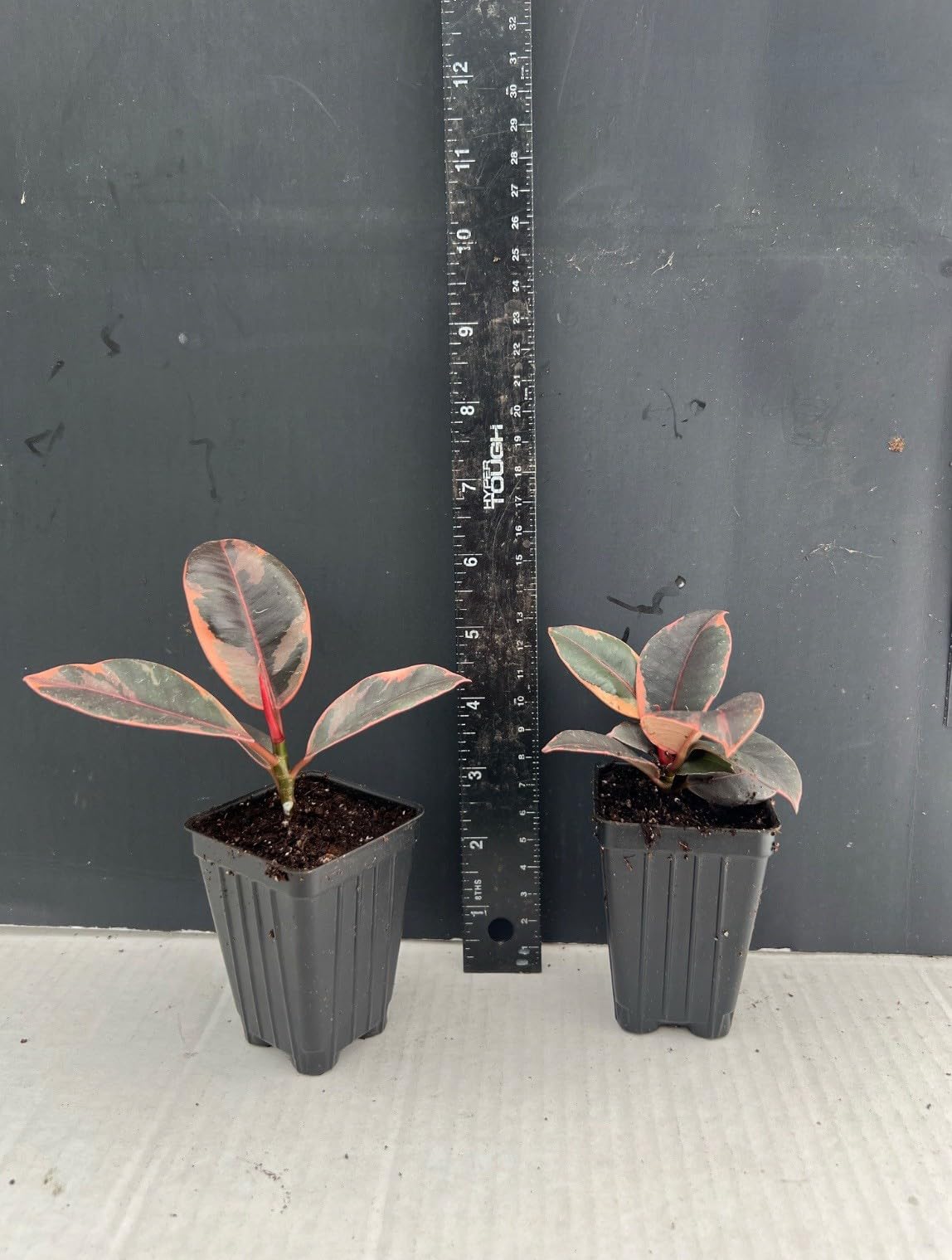 Live Plant - Ruby Rubber Tree-Ficus Elastics-Small Rooted Starter Plant-Pink Variegated Leaf