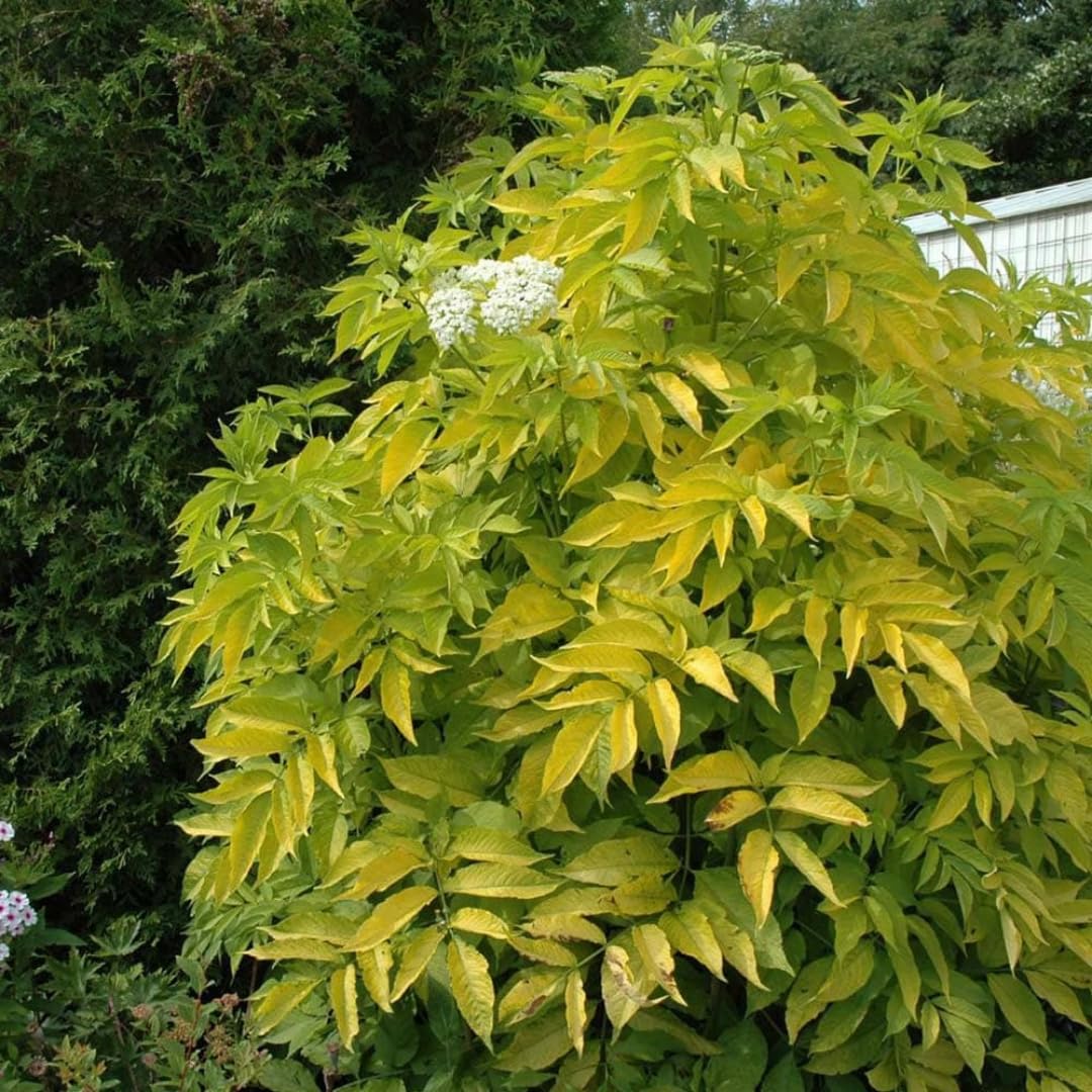 2 Elderberry Bushes Live Plants, 9 Months Old 5-9" in Tall Seedling, Elderberry Plants Live for Planting, Cold Hardy, Zones 3-8