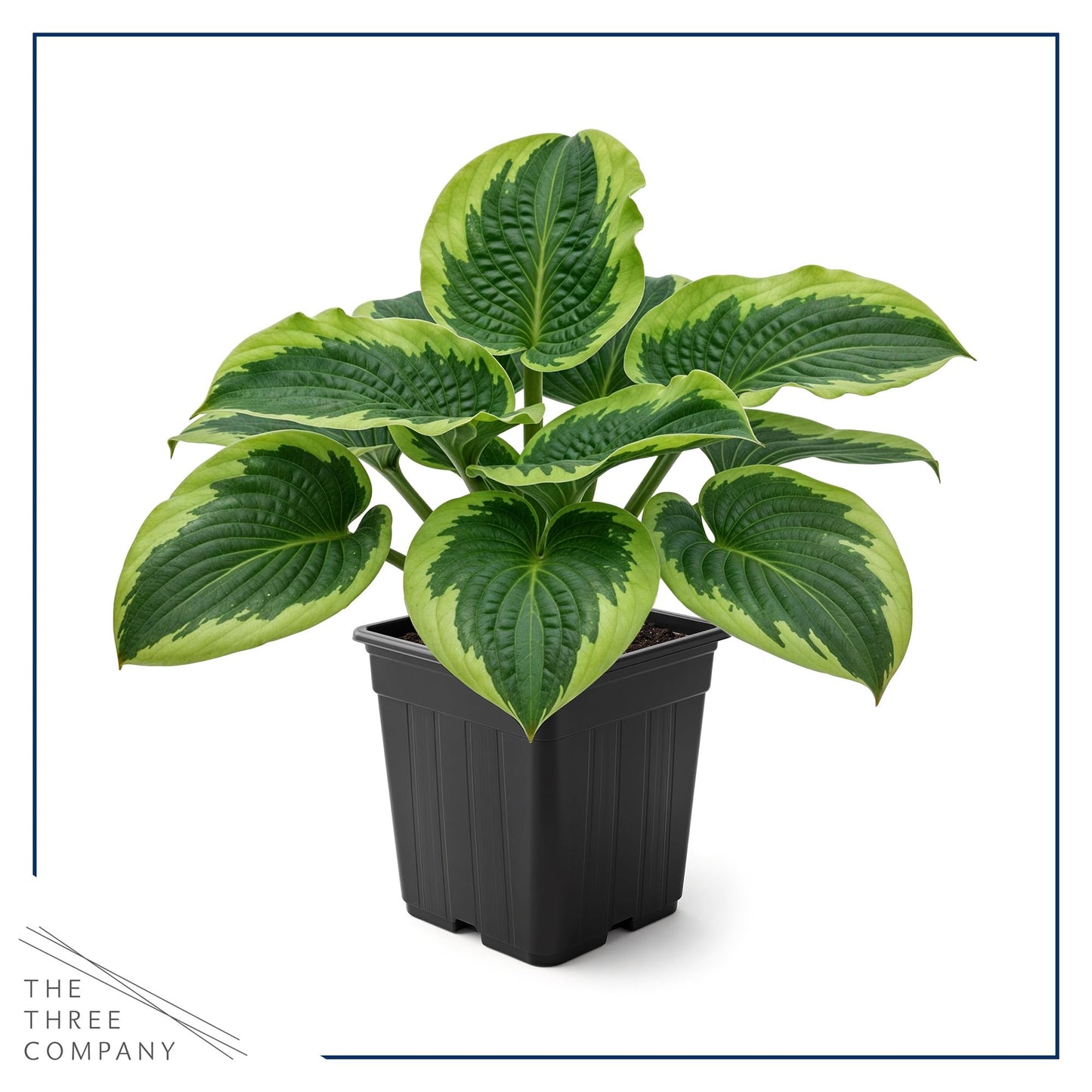 Live Perennial Hosta - Francis Williams (3 Plants Per Pack) Beautiful Accent Plant, 10" Tall by 4" Wide in 1 Qt Pot