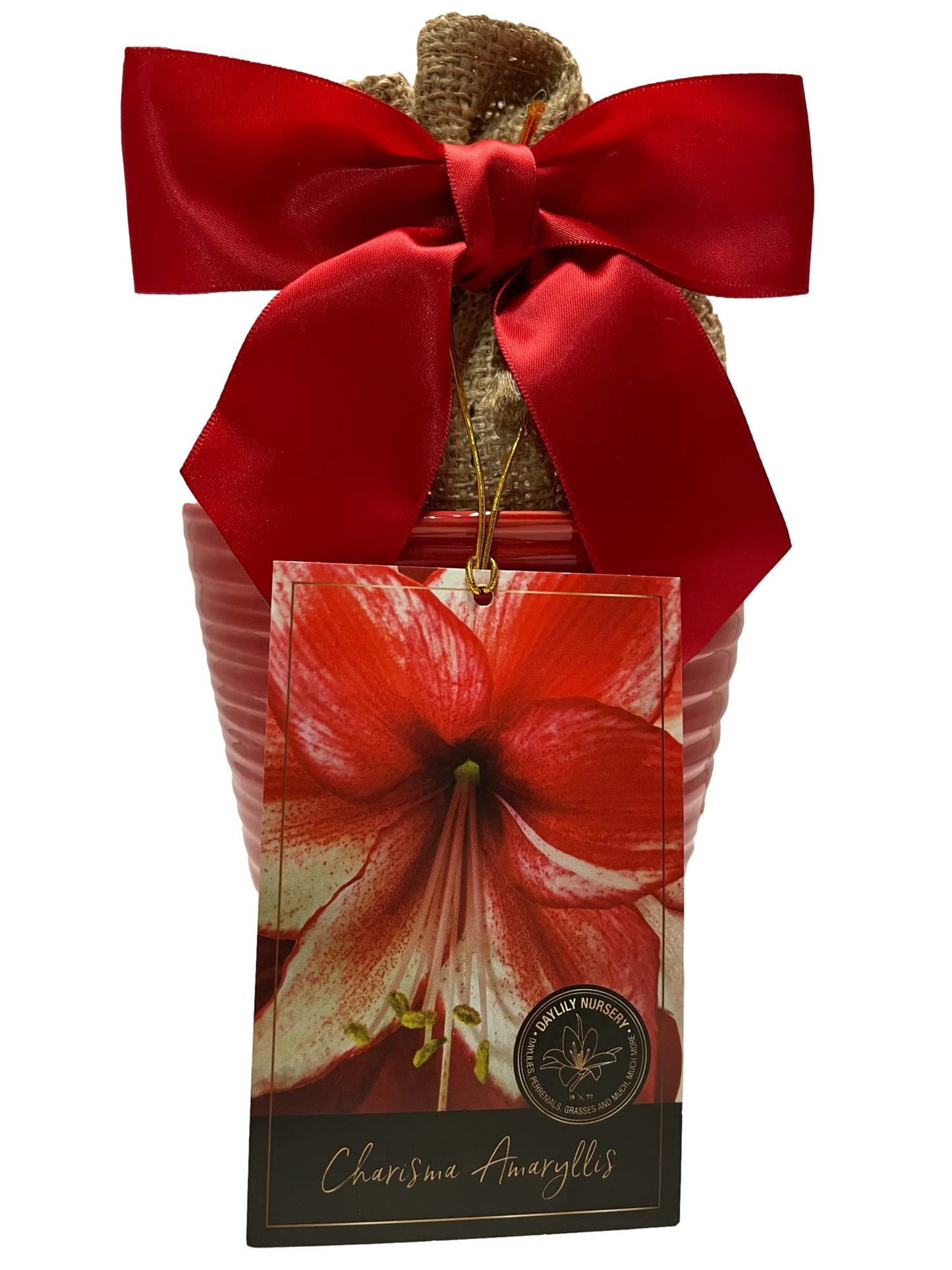 Elegant Charisma Amaryllis Gift Growing Kit. Beautiful Ceramic Pot, Big Charisma Bulb, a Burlap Bag and Growing Medium!!