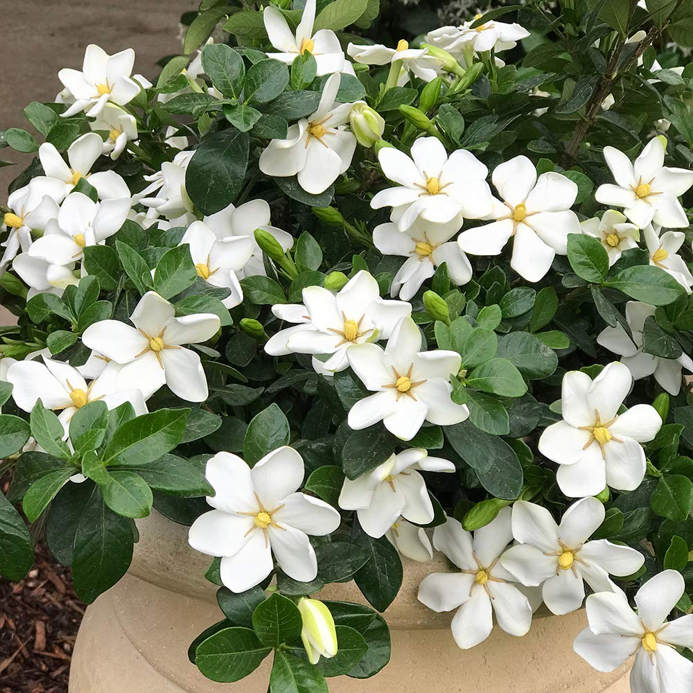 Perfect Plants Kliem's Hardy Gardenia Live Plant, 1 Gallon Pot